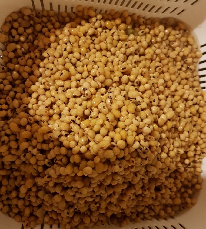 Tofu(두부)